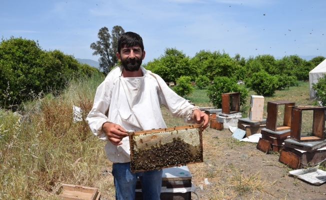 Antalya’da ilk bal hasadını yapan arıcılardan, aracı tepkisi