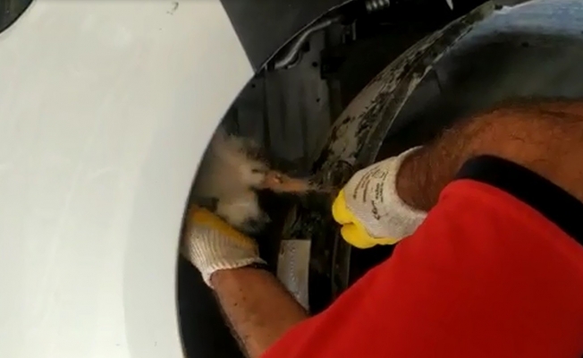 Aracın kaporta bölümüne sıkışan minik kediyi itfaiye ekipleri kurtardı