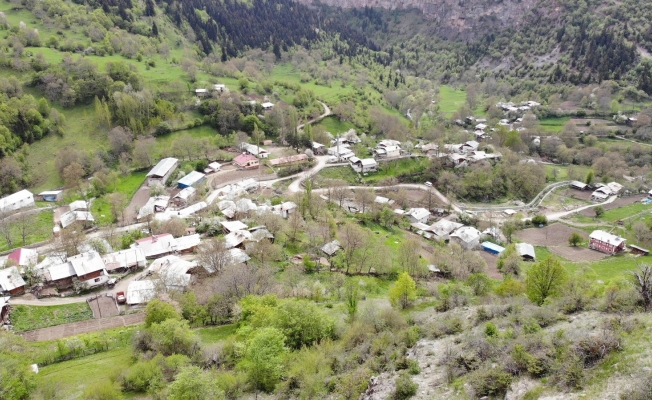 Artvin’de kene kabusu geri döndü