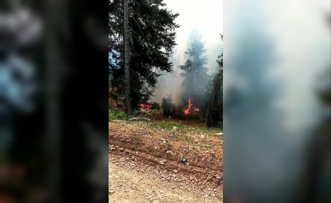 Artvin’de orman yangını