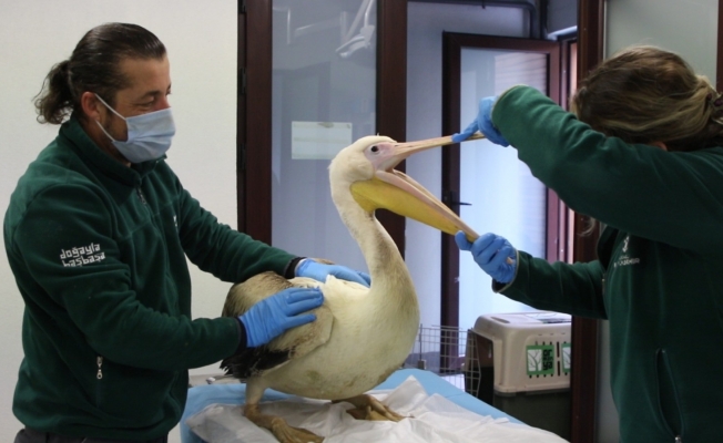 Avcıların engelli bıraktığı pelikanlar ikinci baharını yaşıyor