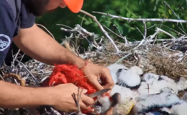 Ayaklarına ip dolanan yavru leylekleri belediye ekipleri kurtardı