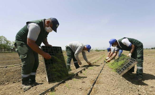Aydın Büyükşehir Belediyesi çiftçilere dağıtılacak olan kuşkonmazların dikimini yaptı