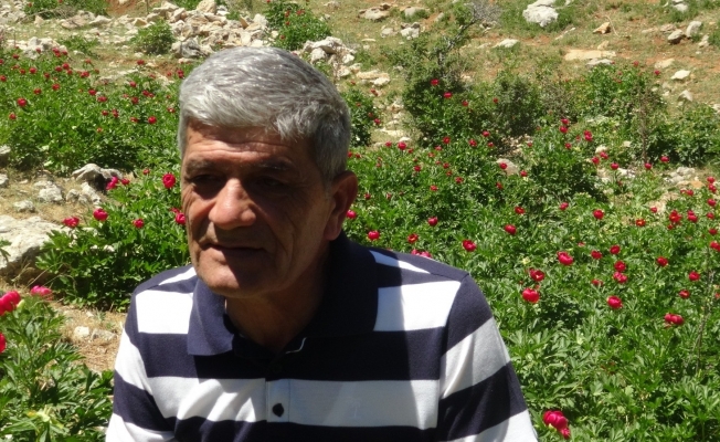 ’Ayı Gülü’ çiçeğini koparana 80 bin 465 lira ceza var