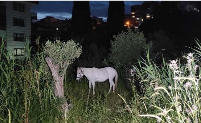 Bahçede oyun oynarken at tepti