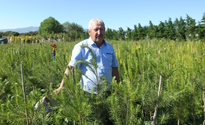 Balıkesirli üretici Kanal İstanbul için 15 bin fıstık çamı hazırladı