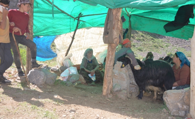Berivanlar, Şırnak yaylalarında süt sağımına başladı