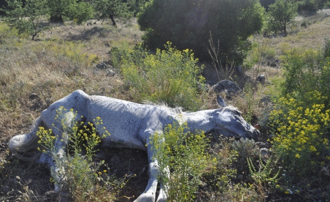 Beş kilometre yürüdüler, film gibi operasyon ile kurtardılar