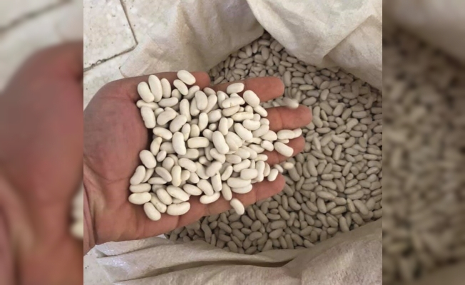 Bingöl’de çiftçilere Horoz kuru fasulye tohumu dağıtıldı