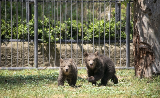 Bozayı yavruları Tarsus Doğa Parkı’nın neşesi oldu