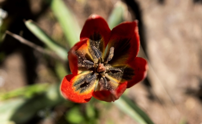 Bu çiçeği koparan yandı, cezası 80 bin 460 TL