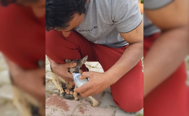 Bulduğu yavru karacayı biberonla besleyip, ekiplere teslim etti