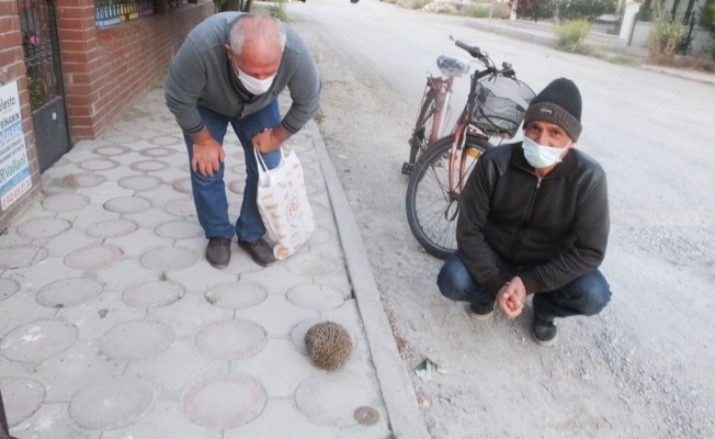 Burhaniye’de kirpiler sokaklara çıktı