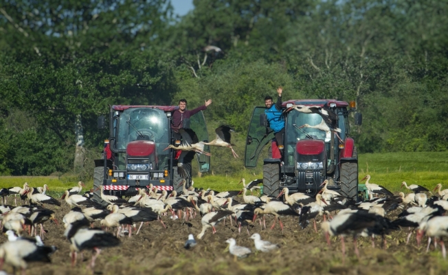 Bursa’da leylekler beslendi, çiftçiler işlerini bırakıp seyretti