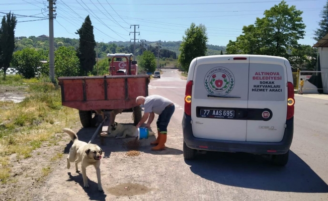 “Can dostlarımız emin ellerde”