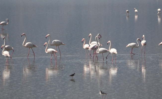 Çardak’ın yerleşik flamingolarından görsel şölen