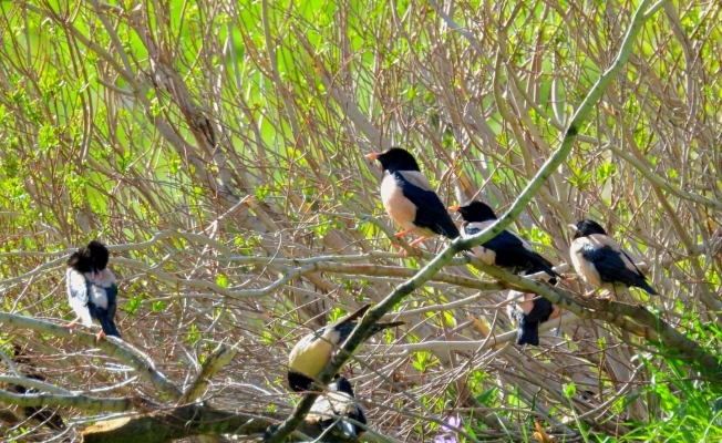 Çekirge ile beslenen sığırcık kuşları çiftçilerin umudu oldu