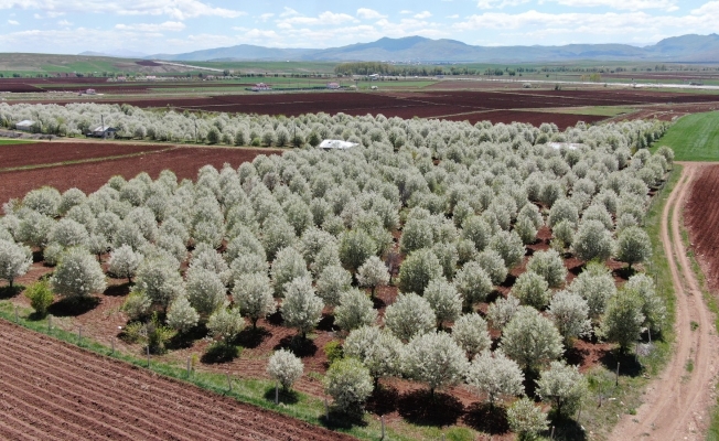 Çiçek açan vişne ağaçları görsel ziyafet sundu