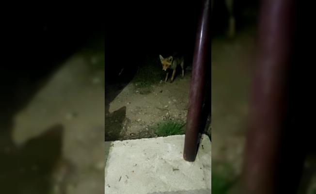 Çiftçilerin yanına geldi, karnını doyurmadan gitmedi