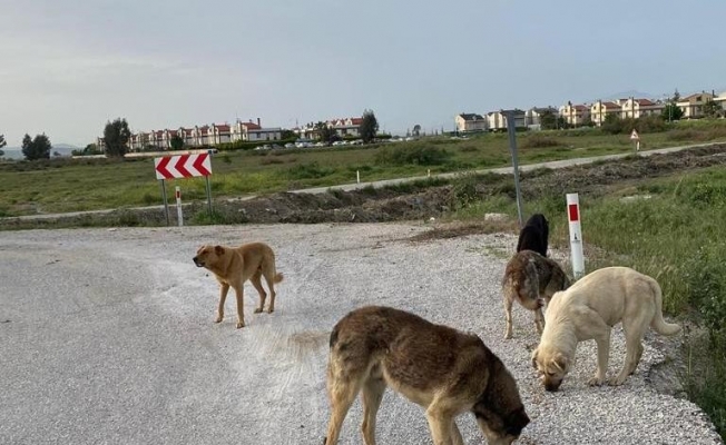 Çiğli Belediyesi tam kapanmada sokak hayvanlarını unutmadı