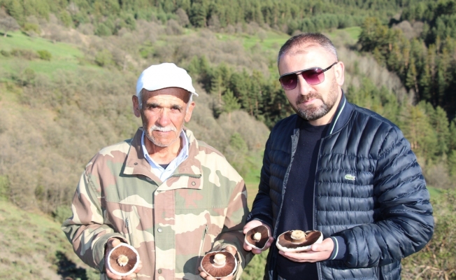 Coreker Yaylası’nda doğal mantarlar çıkmaya başladı