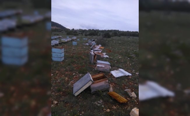 Ayılar 60 arı kovanına zarar verdi