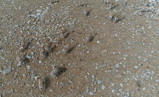 Cudi Dağında yıllar sonra ceylan görüntülendi