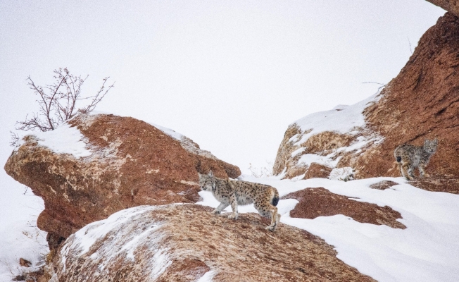 Dedektif gibi iz sürdü, “orman hayaletini” 80 günün sonunda görüntülemeyi başardı