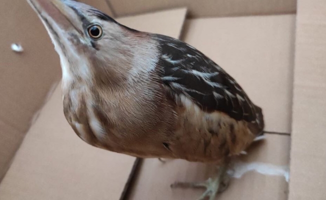 Deniz Kuvvetleri’ne minik misafir