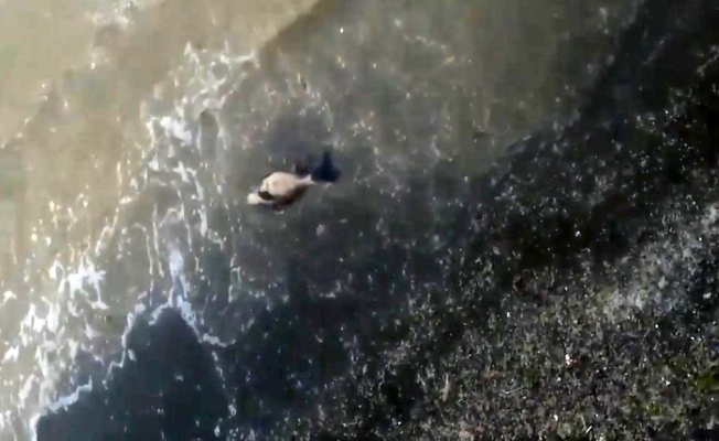 Deniz salyaları sebebiyle yavru yunus sahile vurdu