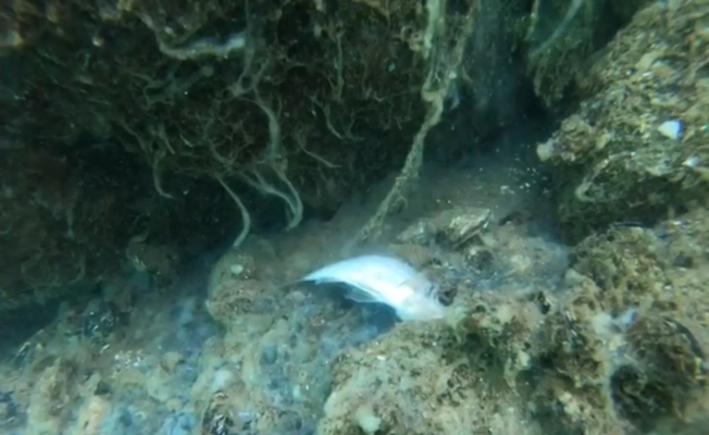 Deniz salyaları su altını böyle vurdu