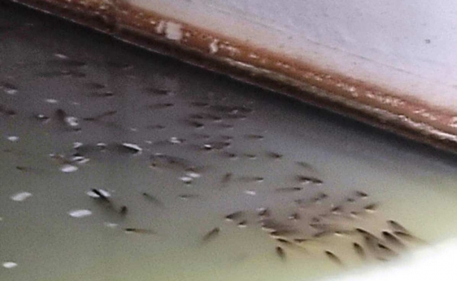 Deredeki balık ölümlerinin sebebi evsel atıklar