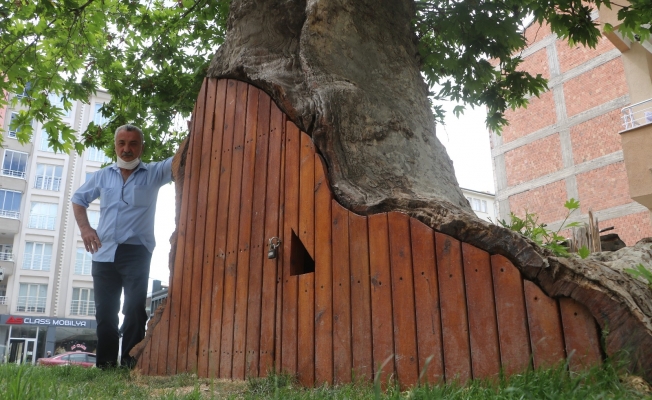 Dev çınar ahşap kapı ile korunuyor