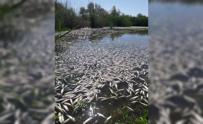 Dicle Nehrinde binlerce ölü balık kıyıya vurdu