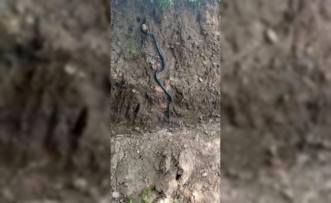 Diyarbakır’da dev yılan paniği
