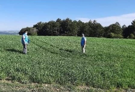 Dumlupınar’da hububat ekili alanlar kontrol edildi