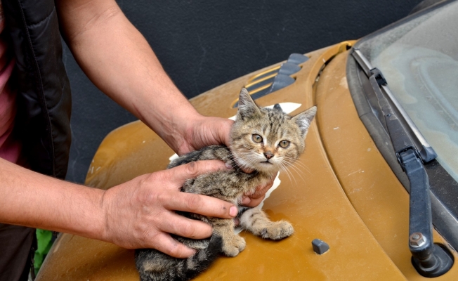 Duyarlı vatandaştan otomobilin sürücüsüne not: &quot;Kaputta kedi var&quot;