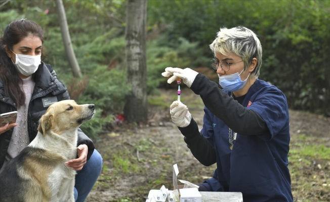 Düzce’de bin 32 köpeğe kuduz aşısı yapıldı