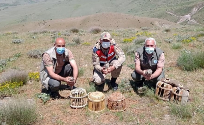 Elazığ’da kaçak avda yakalanan 3 şahsa işlem yapıldı