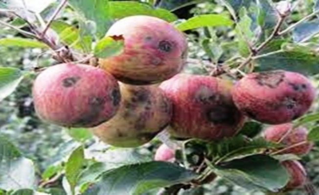 Elma ve armutta karaleke hastalığına dikkat