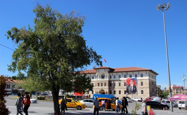 En meşhur ağaç, Sivaslı olup da bilmeyen yok