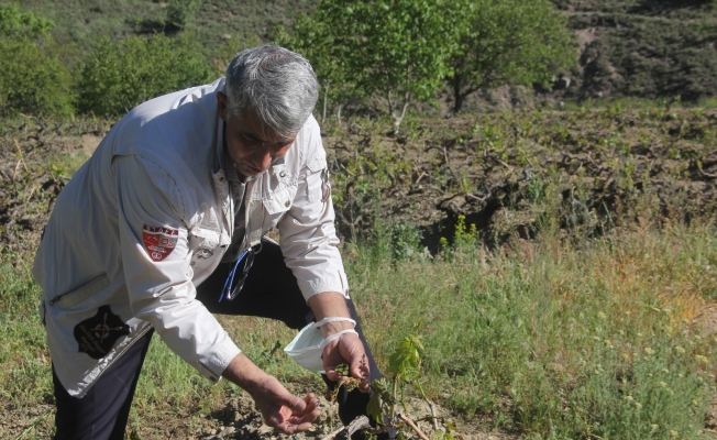 Erzincan’da üzüm bağlarını don vurdu