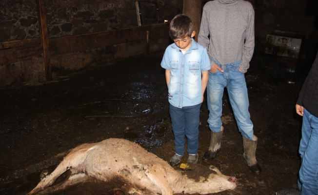 Feci yangın: 9 kişi yaralandı, 7 hayvan telef oldu