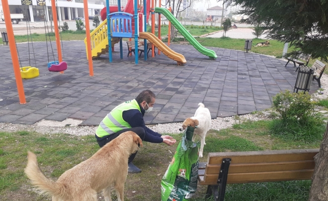 Fatsa Belediyesi can dostları unutmuyor