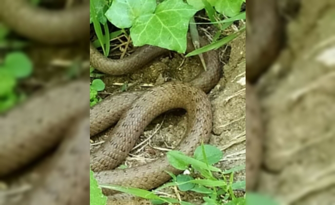 Fındık bahçelerinde yılanlar görülmeye başladı