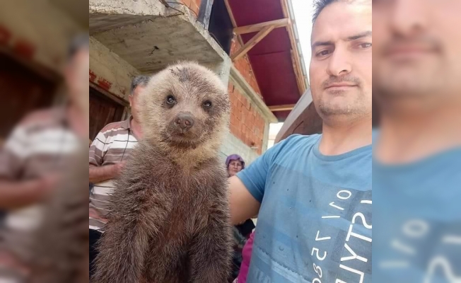 Giresun’da yol kenarında bulunan yavru ayı yetkililere teslim edildi