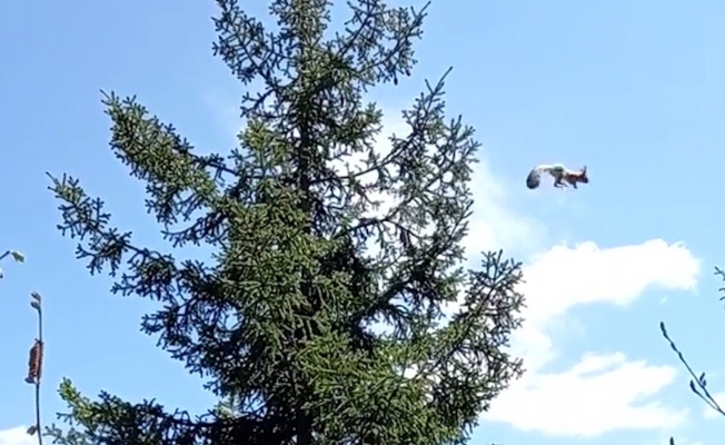 Gümüşhane’de ağaçtan ağaca uçan sincap cep telefonu kameralarına takıldı