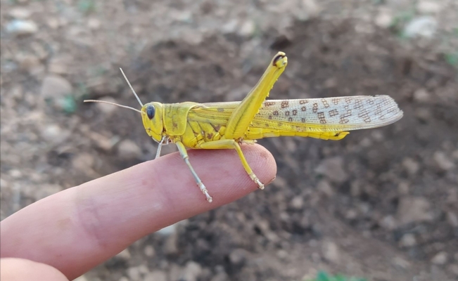 Güneydoğu Anadolu Bölgesi’nde çekirge endişesi