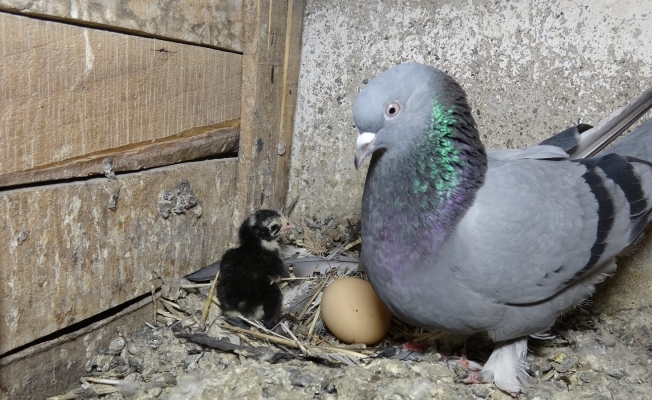 Güvercinler civciv çıkardı