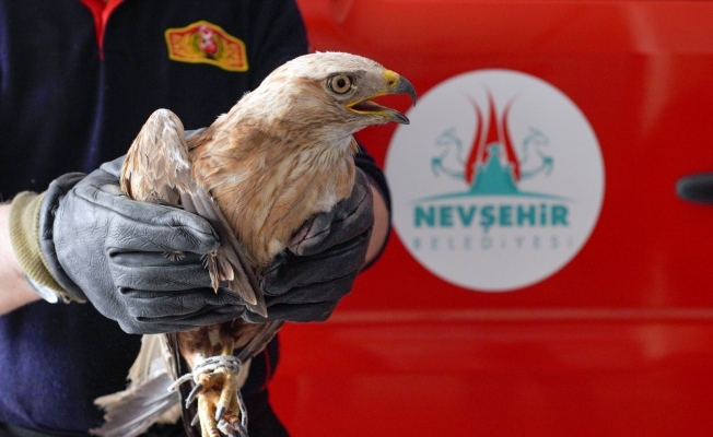 Havalandırma boşluğuna düşen şahini itfaiye ekipleri kurtardı